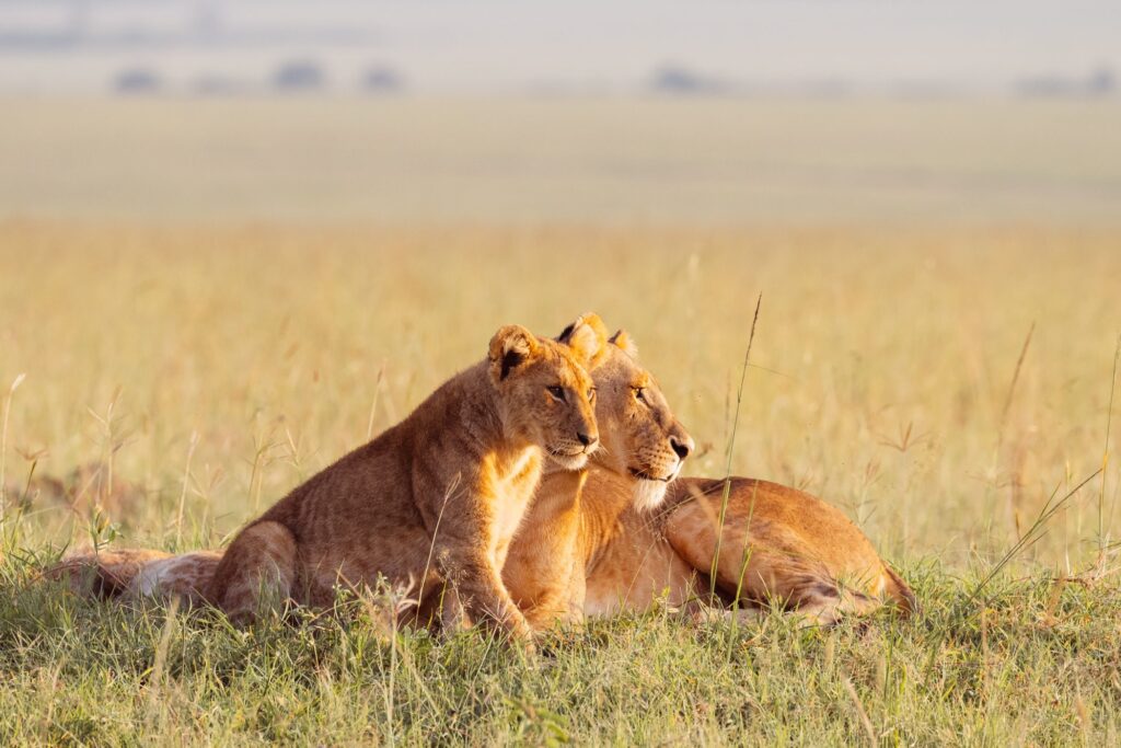 Couples Safari