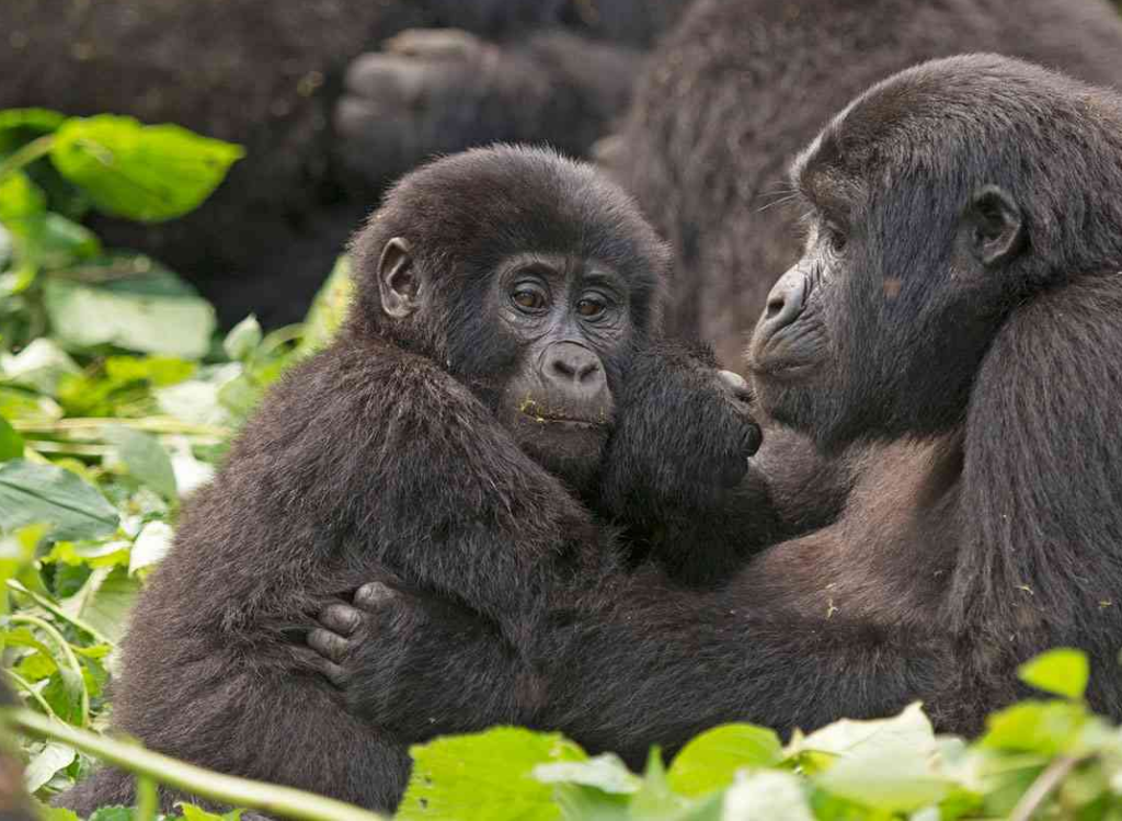 7 Days Luxury Uganda Primate Discovery