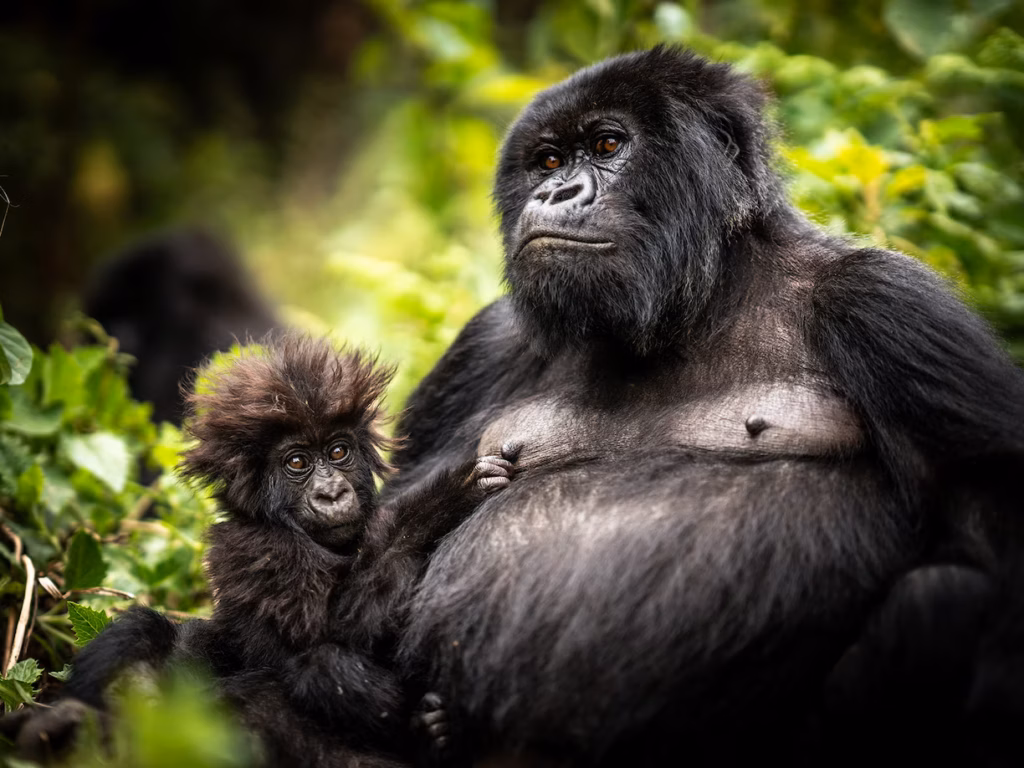10 Days Gorilla Habituation Tour