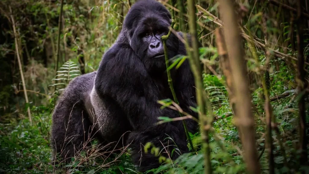 5 Days Exclusive Gorilla Trekking Tour