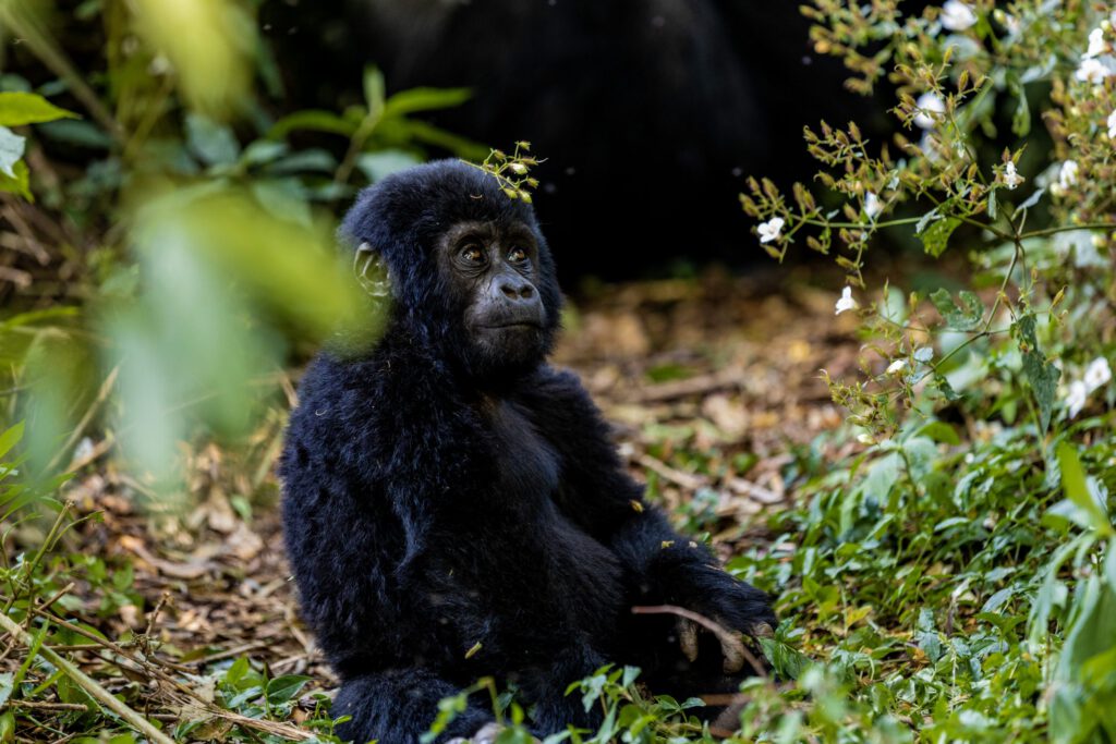9 Days Rwanda Gorilla & Wildlife Safari