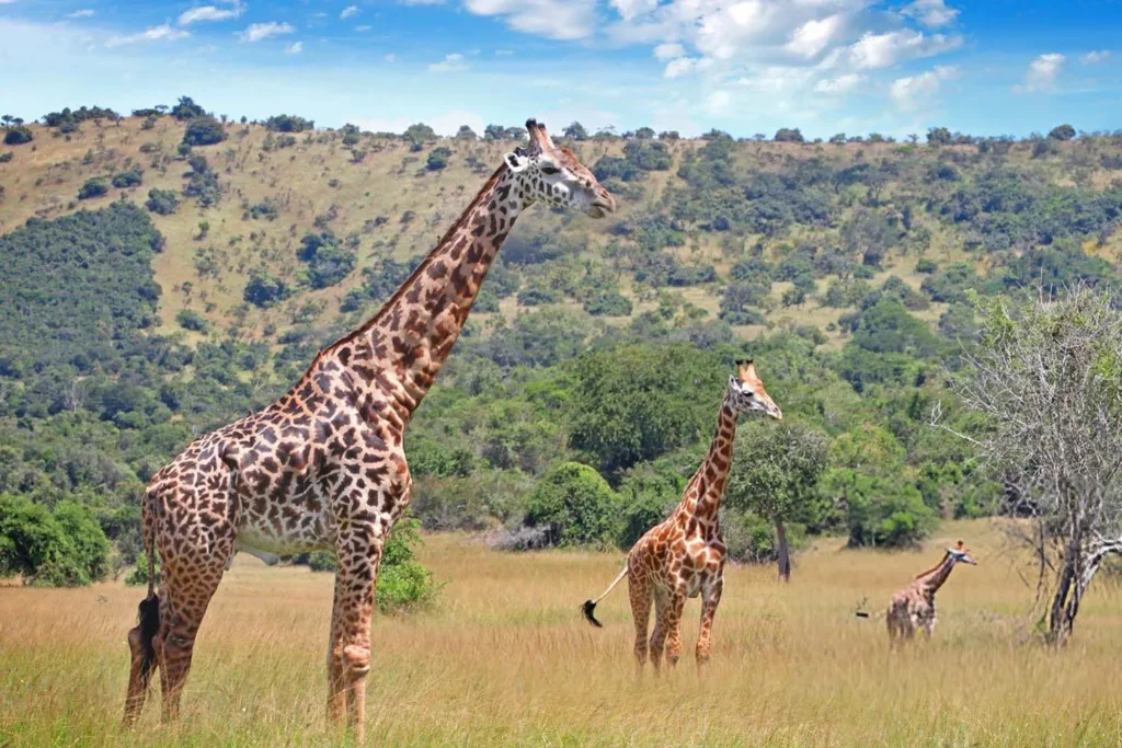 12 Days Rwanda and Uganda
