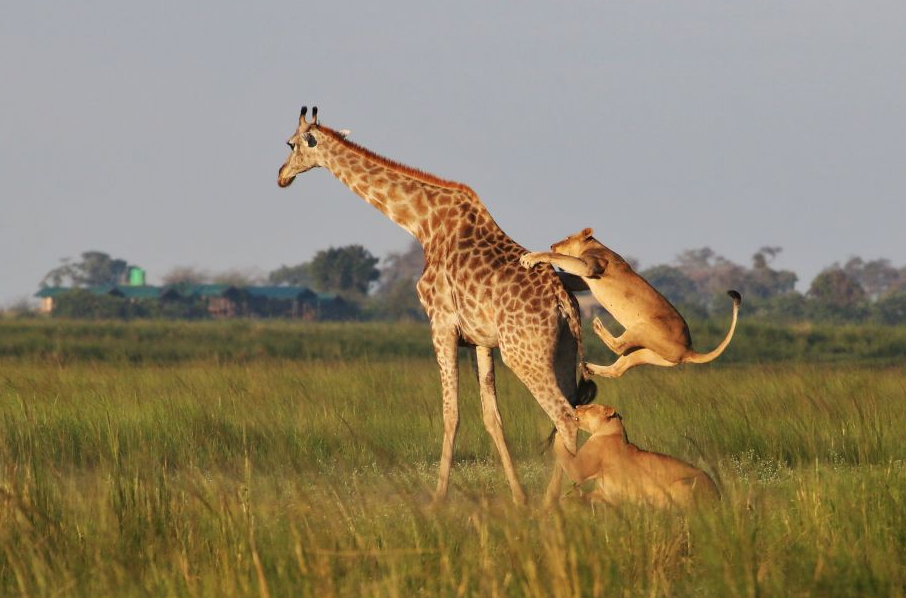 8 Days Botswana Safari Tour