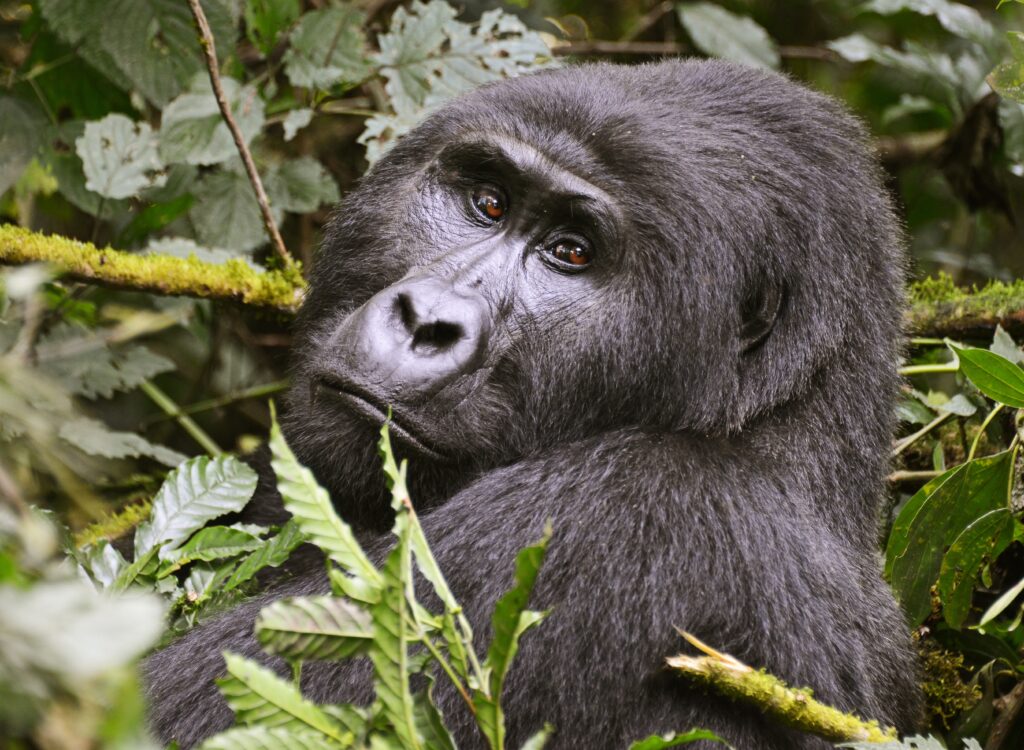 3 Days Nyiragongo Trek