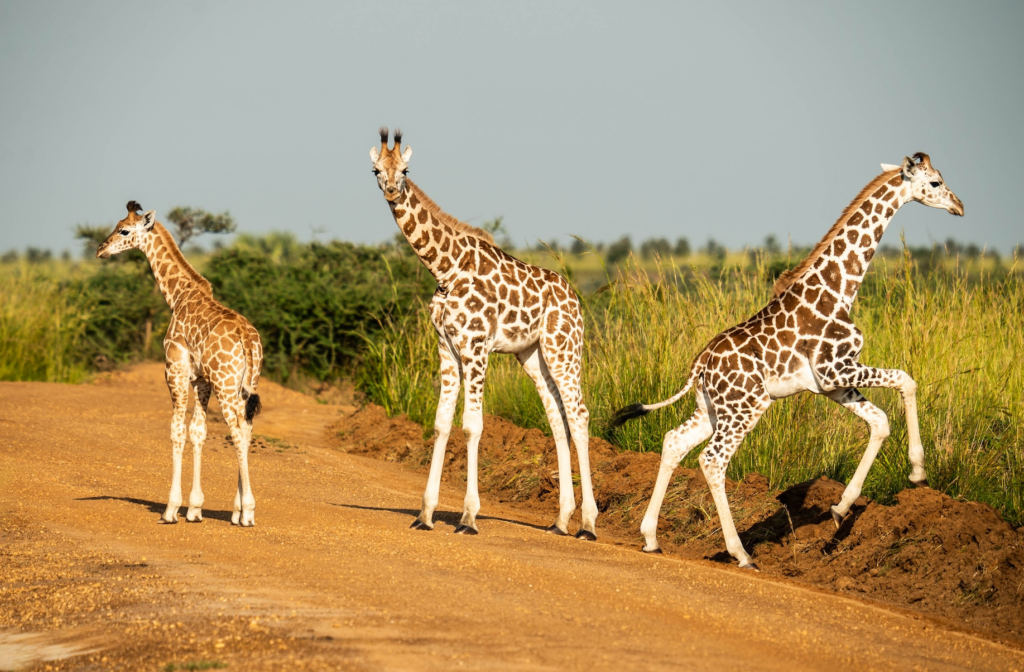 13 Days Ultimate Uganda Safari