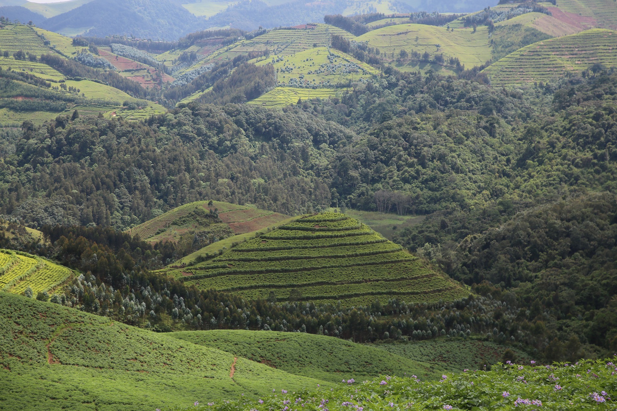 Gishwati-Mukura National Park