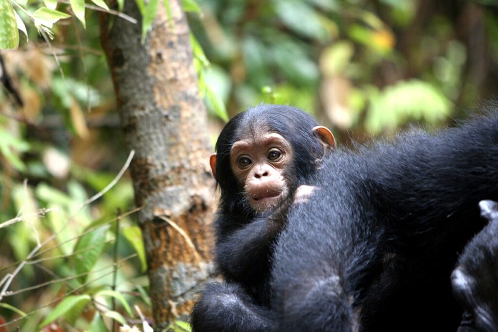 8 Days Chimpanzee & Wildlife Tour Burundi