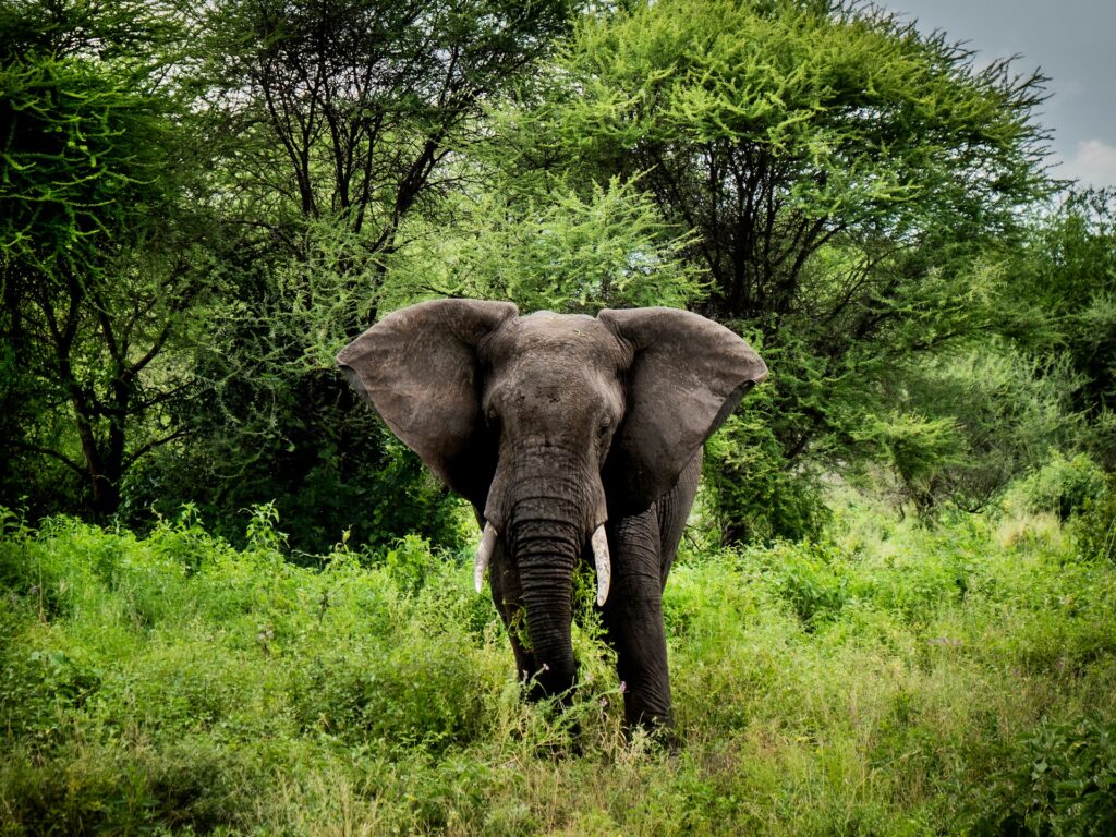 Budget Uganda Safari