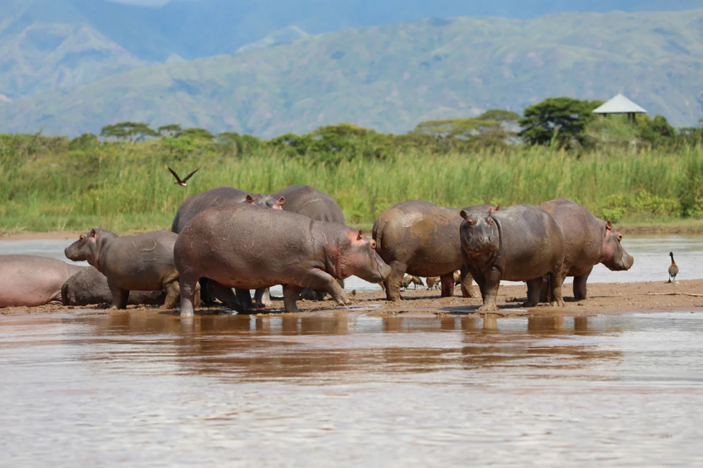 7 Days Burundi Safari Tour