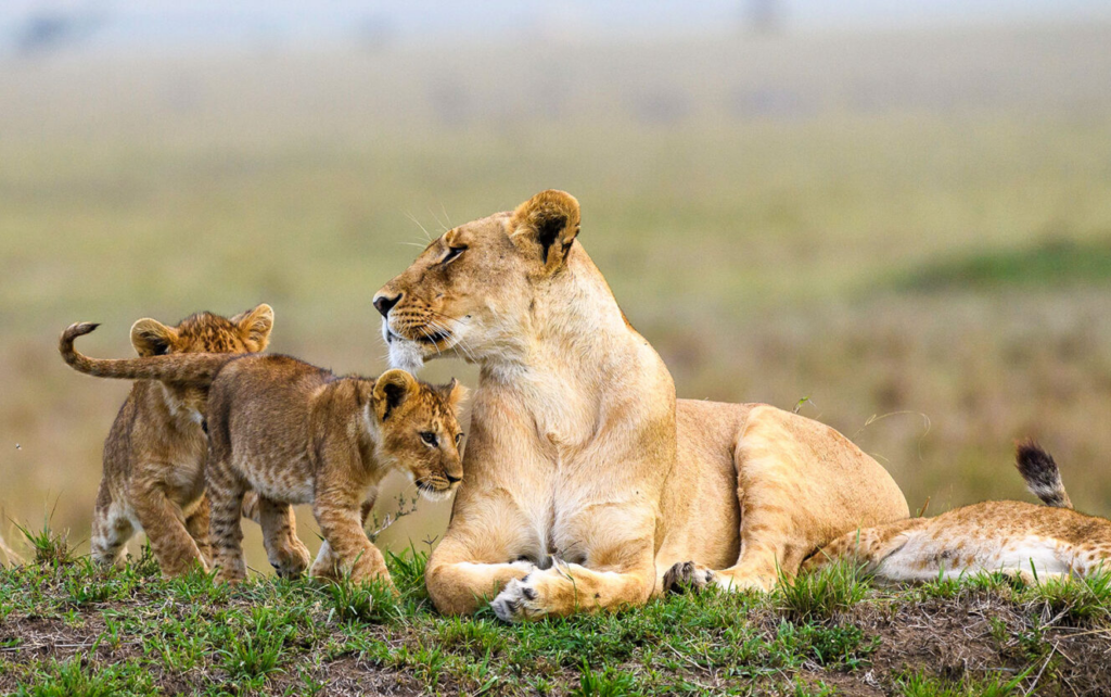 7 Days Luxury Kenya Safari