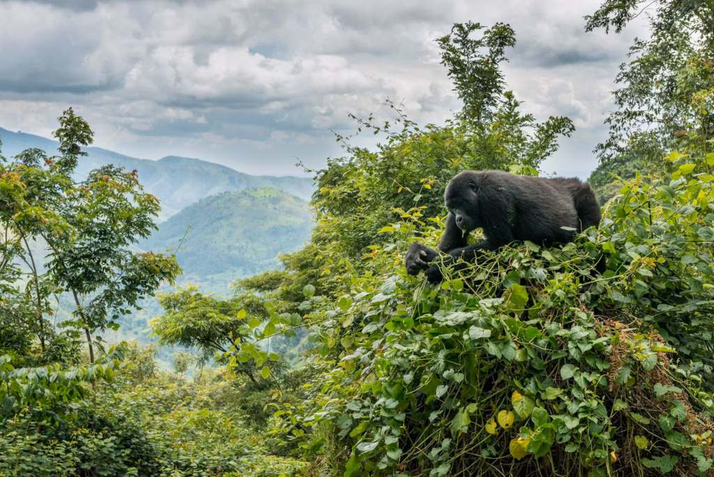 4 Days Gorillas and Chimpanzee Tour