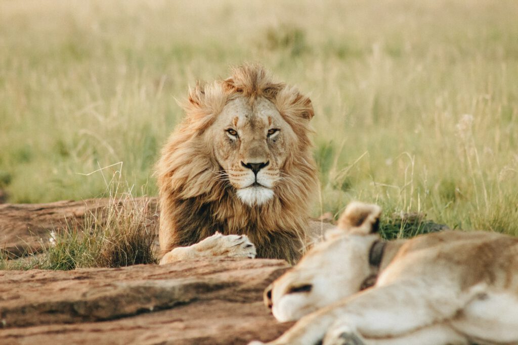 5 Days Uganda Rwanda Tour