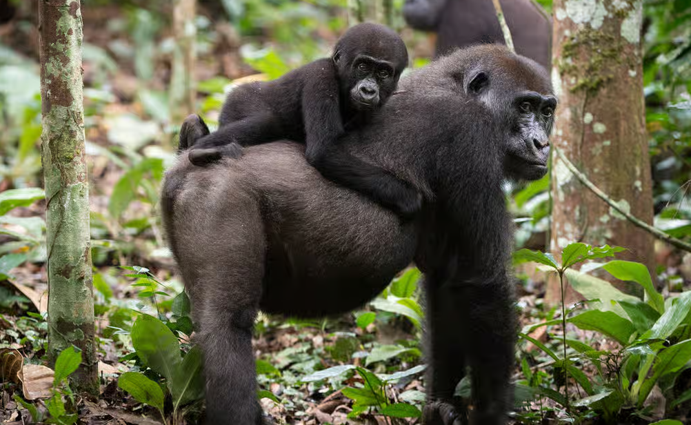 Gorilla Trekking Gabon