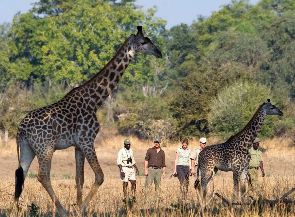6 Days Zambia Safari Tour