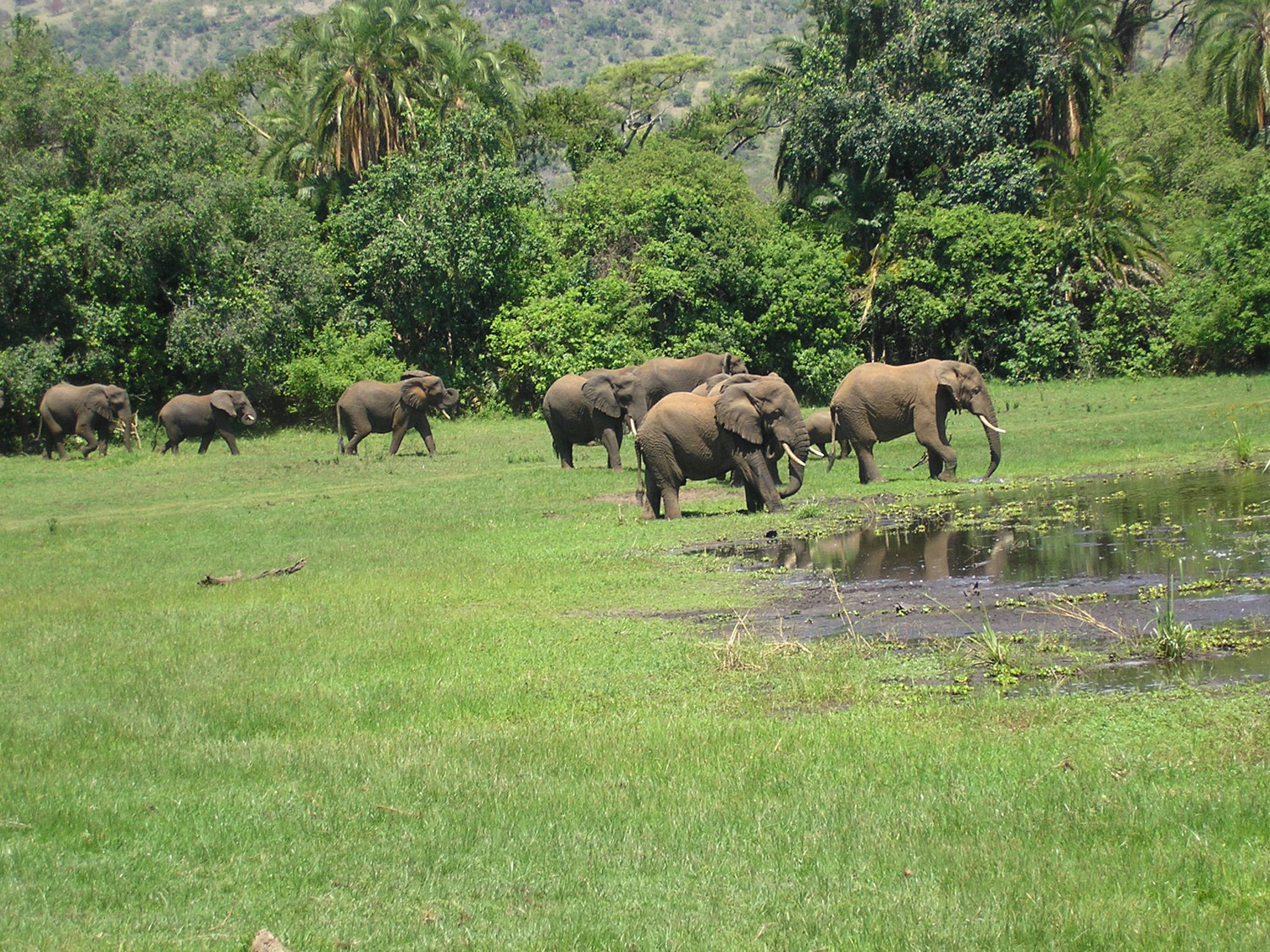Luxury Tanzania Safari
