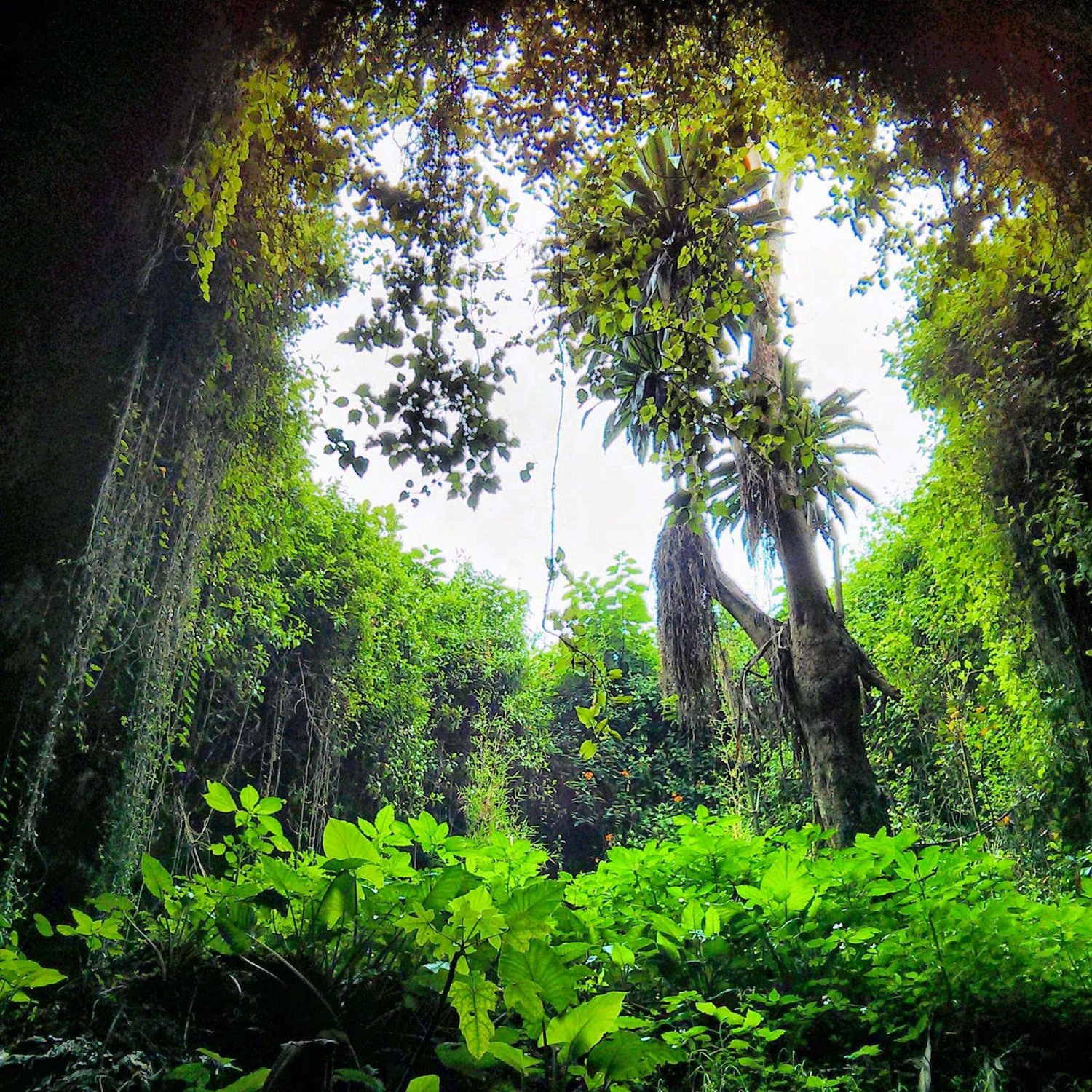 5 Days Gorillas & Wildlife Safari